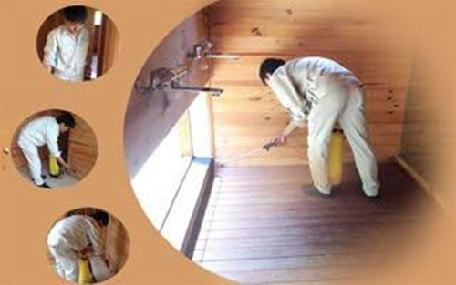 Diệt mối tận gốc tại Hải Phòng giá rẻ